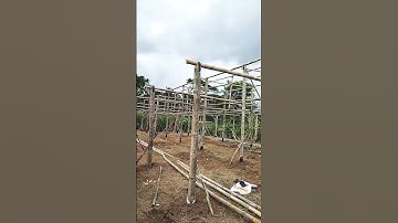 Thumbnail of Proses pembuatan green house #tanamanmelon #short