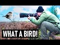 Photographing the AMAZING SHRIKE | Wildlife Photography Vlog