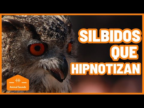 Bubo Bubo - Gritos y Silbidos de Aves Rapaces - Llamada de un BÚHO Real