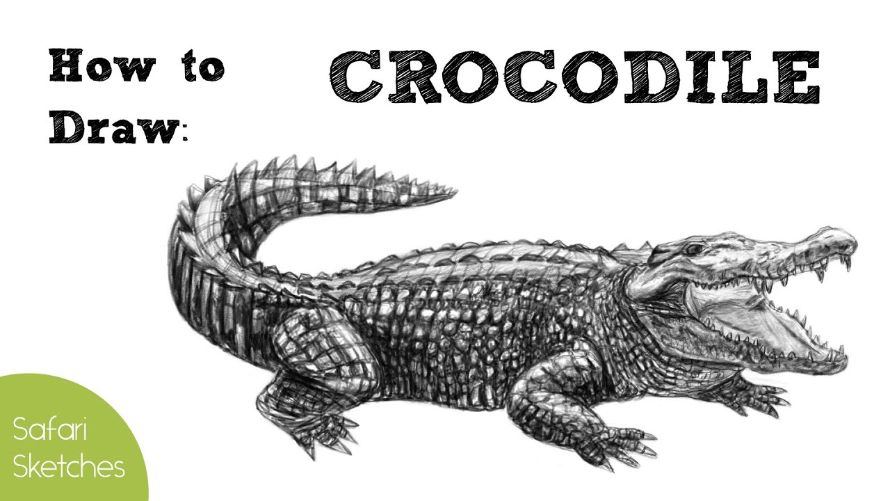 Learn How to Draw a Nile Crocodile (Reptiles) Step by Step : Drawing  Tutorials