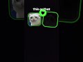 this or that cat.