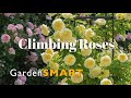 GardenSMART Tips, Climbing Roses