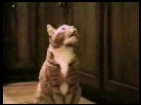 Video: Mačky Vedia Predvídať - Je To Tak?