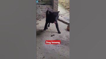 Mông cộc đuôi chuẩn bản mông #bachatv #tầmcẩu #chóbắchàtv #babydog #chóđẹp #dog #bachamaket #chó