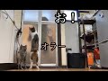 風呂場に閉じ込められた飼い主が猫達に助けを求めたら【ドッキリ】