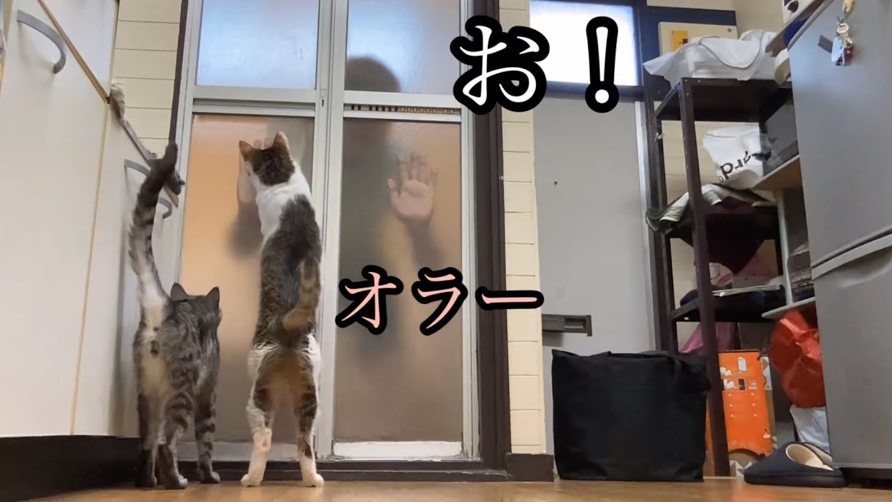 風呂場に閉じ込められた飼い主が猫達に助けを求めたら【ドッキリ】
