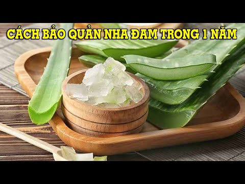 Cách thu hoạch và bảo quản nha đam lâu ngày – Mẹo Vặt Cuộc Sống