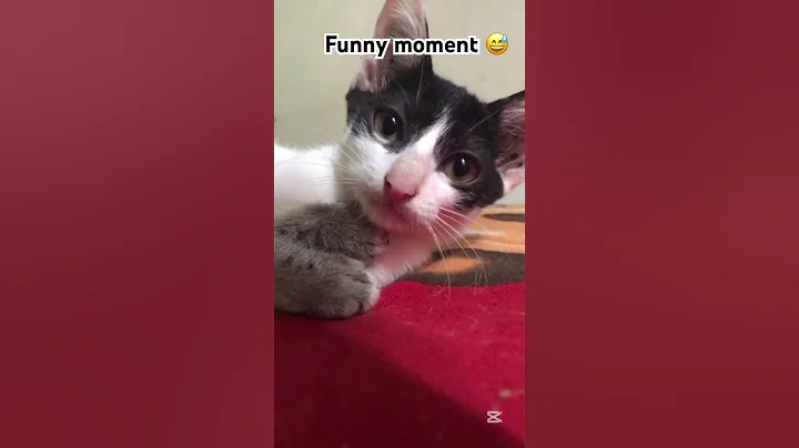 Video 9970231: pets love catlover funny, funny cat