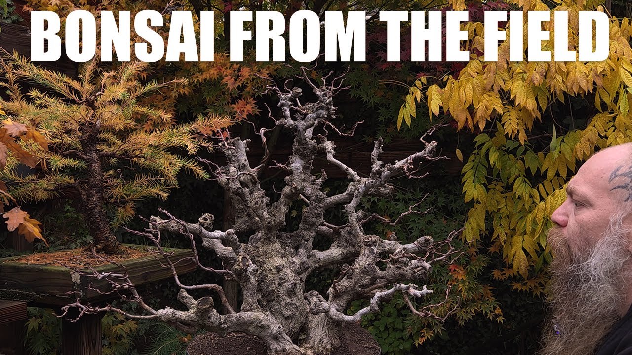 Граб восточный — от полевого до бонсай...