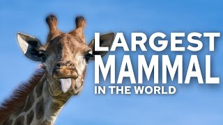 Top 10 Largest Mammals in the World! by TOP10 396 views 8 months ago 4 minutes, 35 seconds