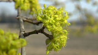 Il Corniolo in fiore (Cornus mas)