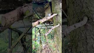 20 meter Bird Aviary Walk