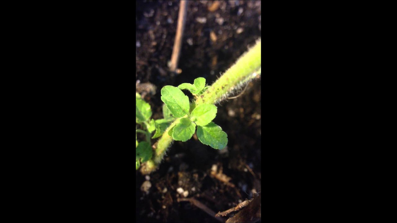 Tulsi not growing well indoors in Bay Area (California) YouTube