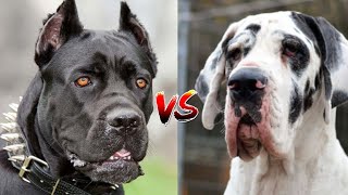 Cane Corso vs Great Dane : Which breed will win? by Animella 1,717 views 4 months ago 5 minutes, 23 seconds