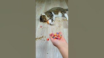 Cat Barsik Beads 🟡🌈 Reverse video #marblerunandmore #cat #reverse