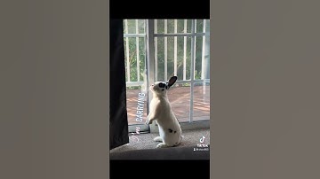 *me     #fyp #bunny#cute