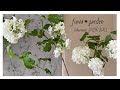 ビバーナム・スノーボール/ Viburnum SNOW BALL｜｜｜FUWA Garden｜｜｜