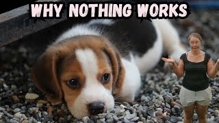 Why Nothing Works  Despite Doing Everything Right  Perfectionism in Dog Training