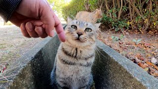 仲良しチビ猫トリオ、はぐれた仲間を探しに行く