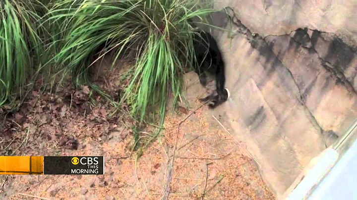 Zoo chimps torment wayward raccoon