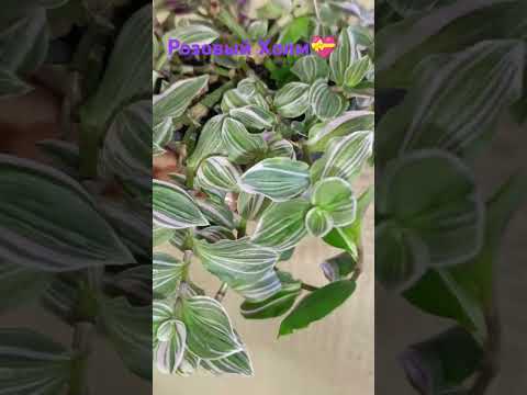 #традесканция #tradescantia #мояколлекция