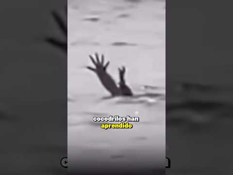 Cocodrilo finge hundirse