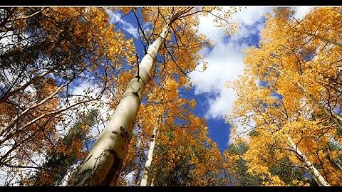 4K Nature Stock Video Aspen Trees During Autumn [Royalty Free Stock Footage]