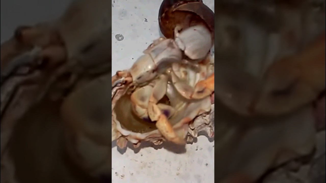 Cangrejos ermitaños #cangrejo #curiosidades #viral #animalesmarinos
