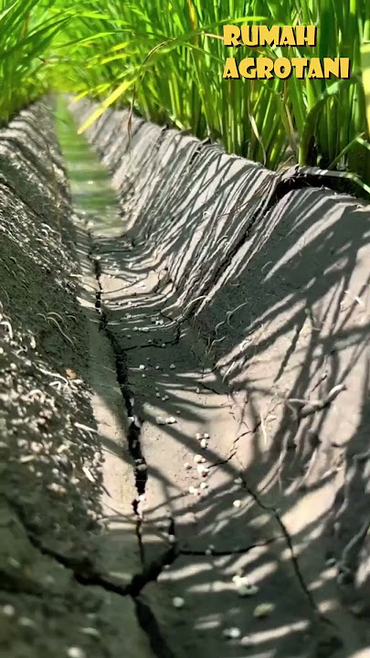 Inovasi Baru Pengairan Padi di Sawah