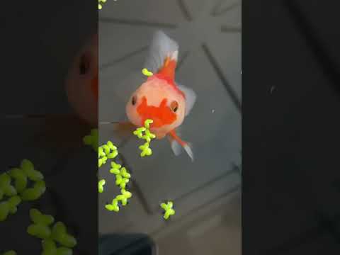 Is this the Rarest Fish?