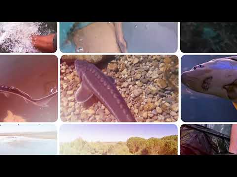 The Last Sturgeon - educational movie in collaboration with INCDPM