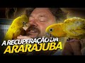 A RECUPERAÇÃO DA ARARAJUBA! | A CASA DOS BICHOS