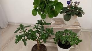 Aceste Flori aduc Prosperitatea și Norocul!🍀🌹🍀