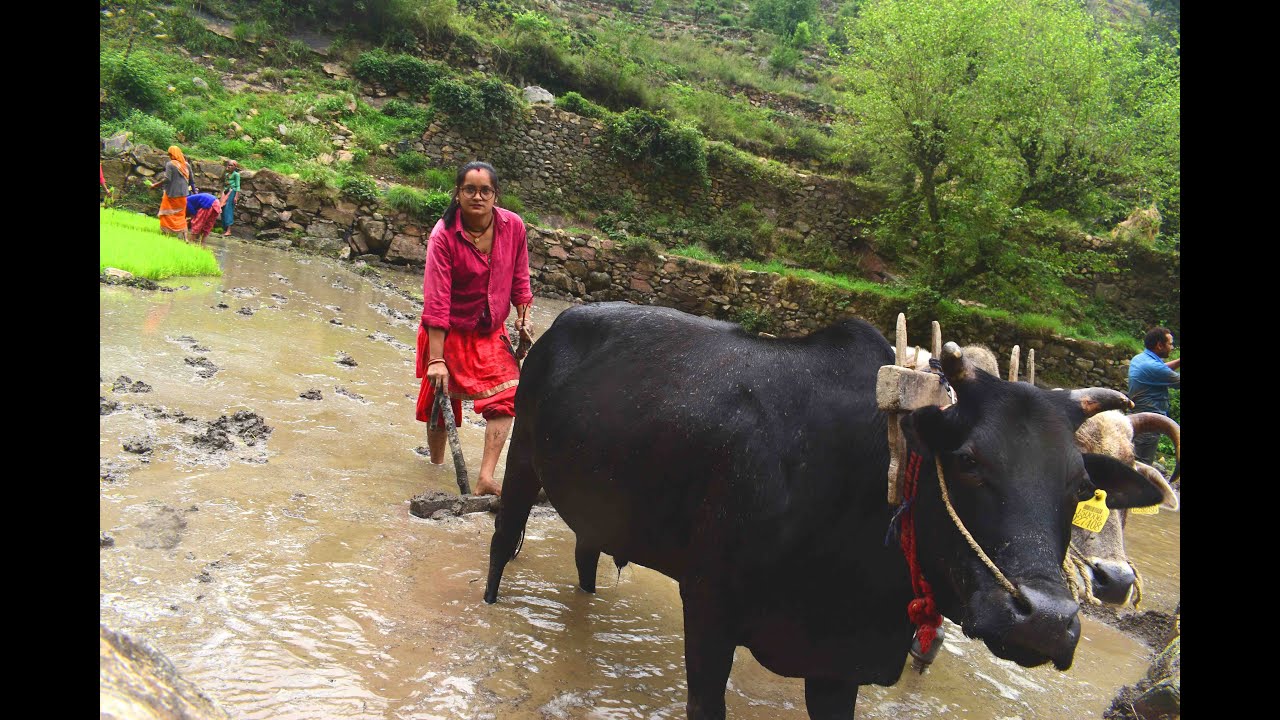 Women Plow The Fields ||  Rural Life In North India