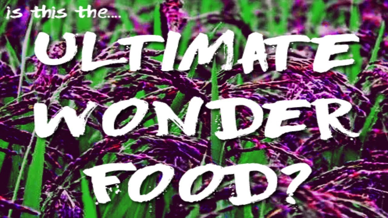 Black Sprouted Rice Sprouted rice Sprouted Black Rice Powder YouTube