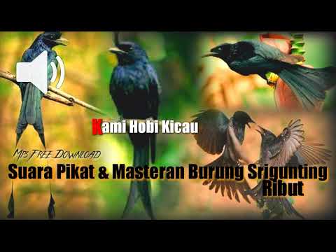Suara Pikat \u0026 MASTERAN ALL Burung Srigunting || Free download mp3 || PALING AMPUH