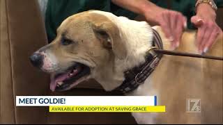 Goldie on the News!