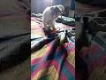 Watch what my cat is doing 😸 #shorts #cat #funnycats #cutecats #catlover #meow #kitty #kitten #paw