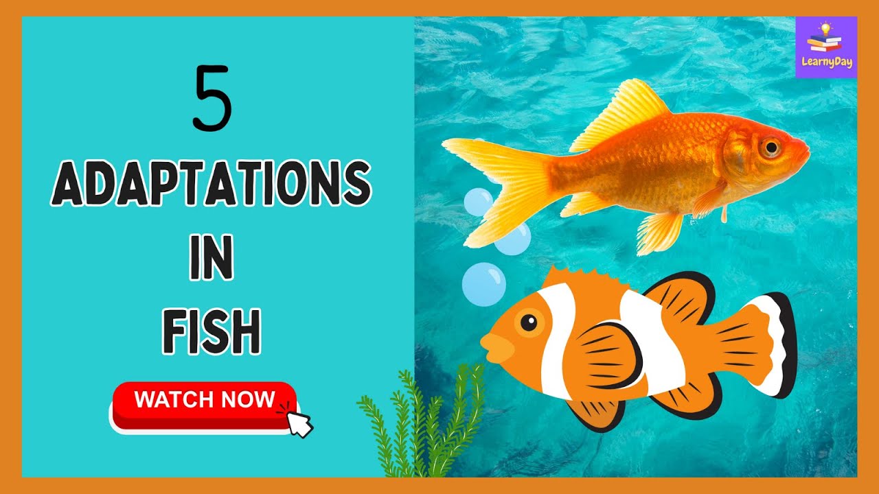 How fishes survive in water 5 adaptations in fish science