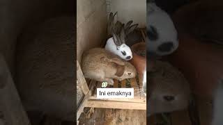 Download Lagu Hasil persilangan unik: New Zealand x Rex #story #kelinci #kelincikreatif MP3