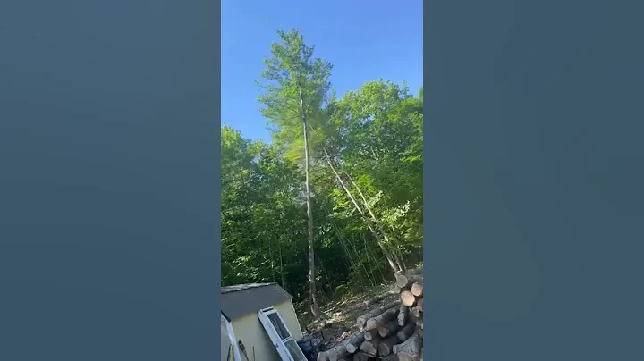 Haven’t Seen Tree Felling Like That Before! #shorts