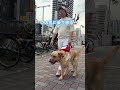 【何者⁉︎】団十郎に乗り移ったのはいったい? #shorts #labrador #盲導犬