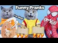 Celebrating one year with a wonderful feast  oscars funny world new funny cats 2023
