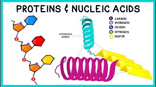 Белки и нуклеиновые кислоты: важные биомолекулы