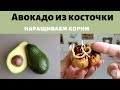 Авокадо. Как вырастить авокадо из косточки. (Avocado) 🥑