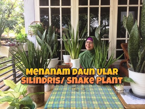 Video: Maklumat Sansevieria Cylindrica – Petua Untuk Menanam Tumbuhan Sansevieria Starfish