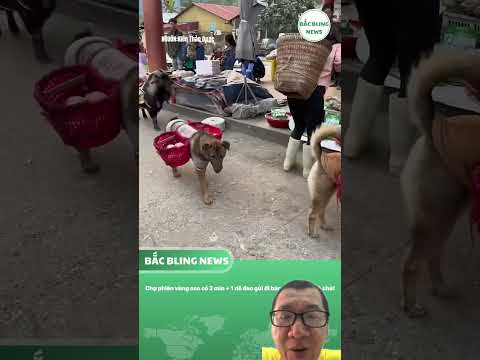 Huấn luyện cho dê thồ hàng đi chợ bán