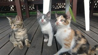 Cute Kittens Playing Compilation for laugh 😀 cute cat family 😊 part 27