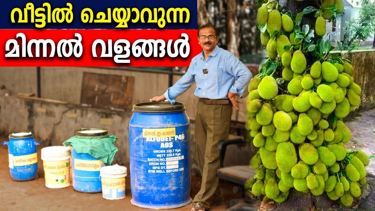 ചത്ത ചെടികള്‍ വരെ കായ്ക്കും | വീട്ടില്‍ ചെയ്യാവുന്ന മിന്നല്‍ വളങ്ങള്‍