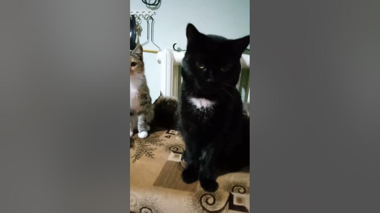 Заведи себе котов и всегда будь здоров! Уборка каждый день вместо ...